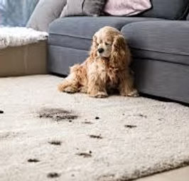 pet_stains Upholstery and Drapery Cleaning